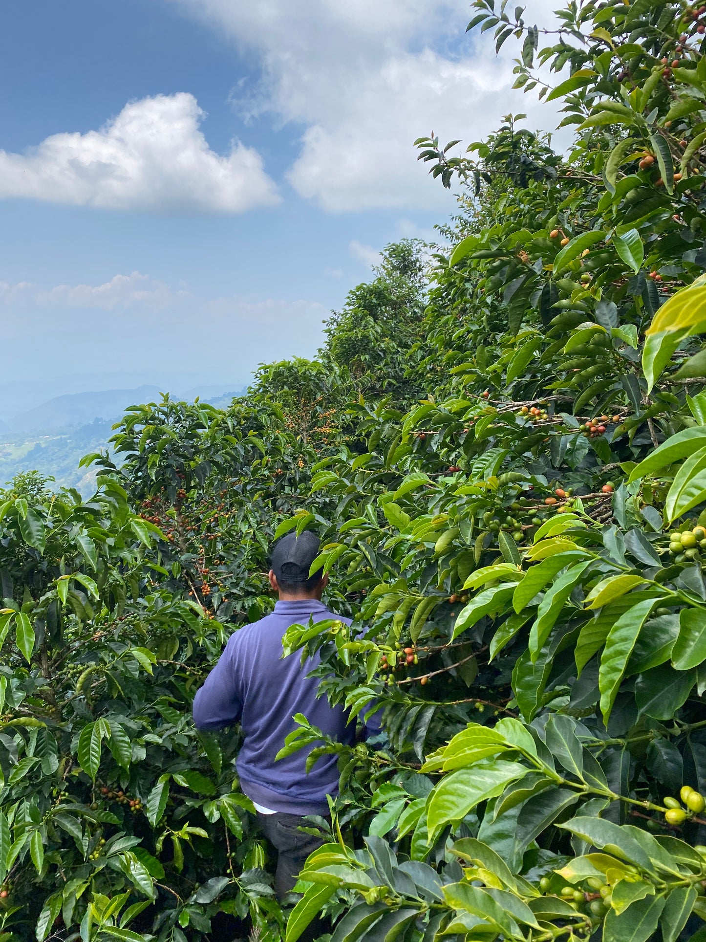 Colombia - El Mirador