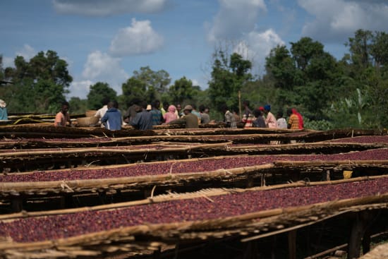Ethiopia - Halo Beriti - Special Prep