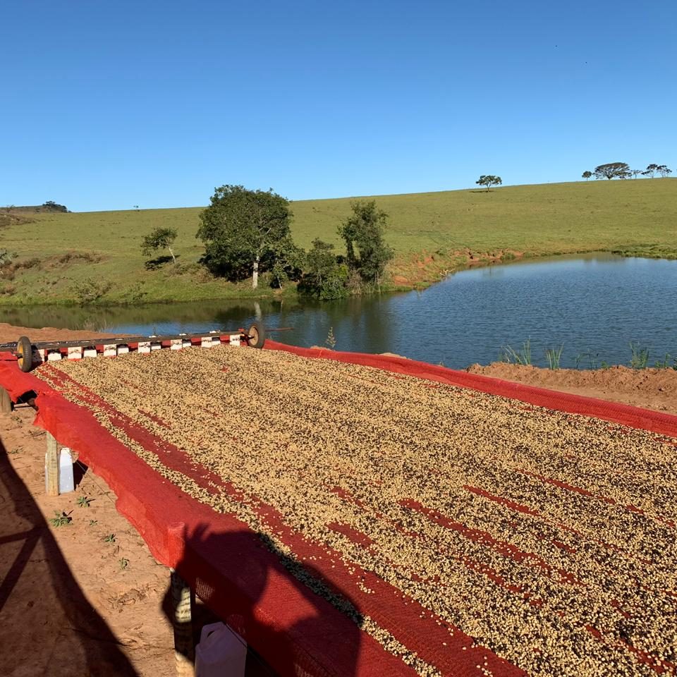 Brazil - Fazenda Santa Monica